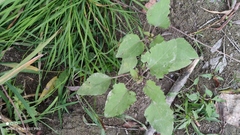 Xanthium orientale