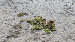 Salvinia natans