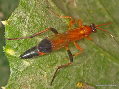 Ctenochares bicolorus