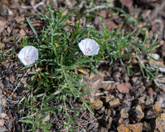 Convolvulus ammannii