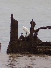 Egretta gularis
