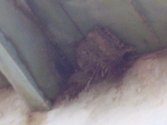 Apus affinis bannermani