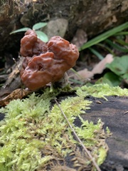 Gyromitra