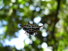 Gasteracantha thomasinsulae