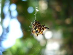 Gasteracantha thomasinsulae