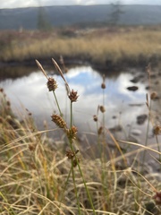 Carex rotundata