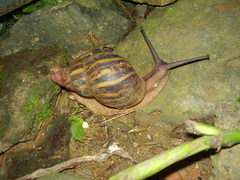 Archachatina marginata