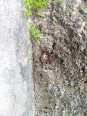 Gastropoda