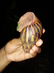 Archachatina marginata