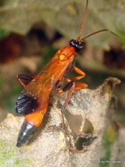 Ctenochares bicolorus