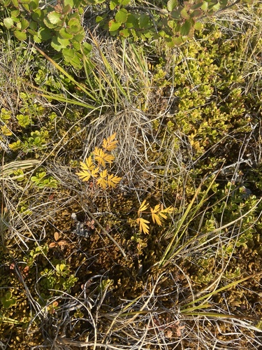Tilingia ajanensis