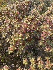 Rhododendron parvifolium