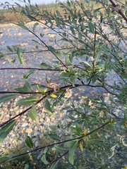 Salix boganidensis