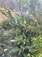 Salix boganidensis