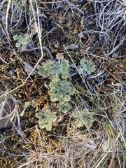 Artemisia lagopus