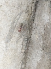 Camponotus rufoglaucus