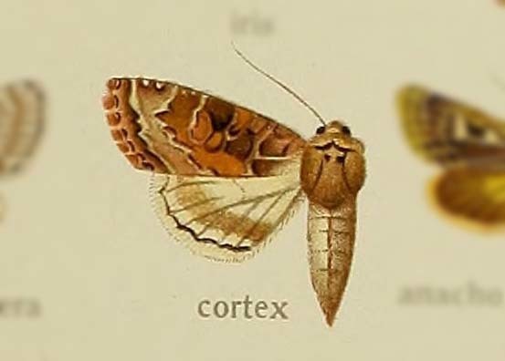Parvispinia
