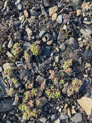 Dracocephalum palmatum