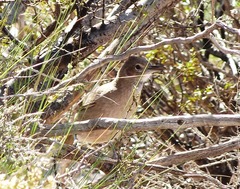 Pseudoseisura gutturalis
