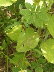 Antodynerus punctatipennis