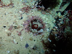 Anthopleura michaelseni