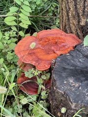 Polyporaceae