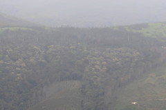 Olea capensis macrocarpa