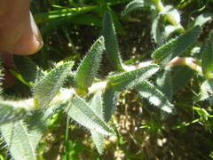 Lobostemon capitatus