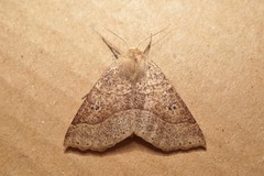 Crocallis dardoinaria