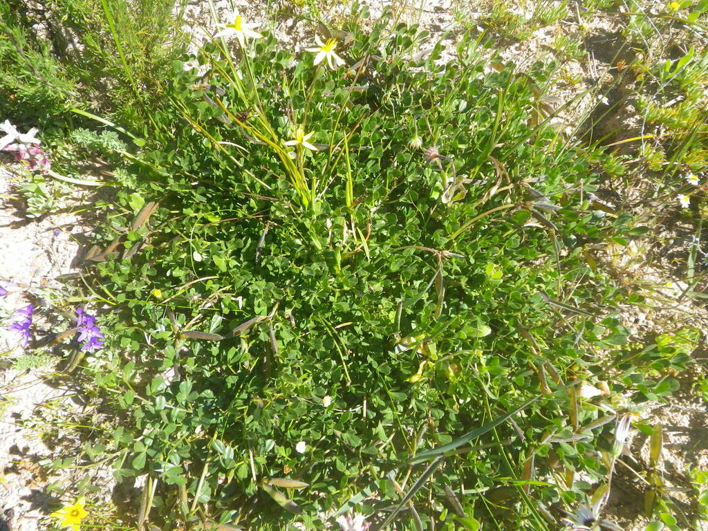 Ezoloba macrocarpa