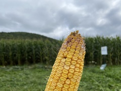 Fusarium graminearum