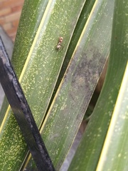 Camponotus rufoglaucus