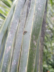 Camponotus rufoglaucus