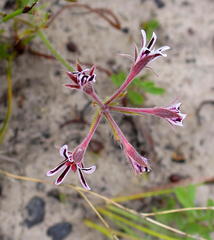 Pelargonium pilosellifolium
