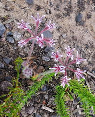 Pelargonium pilosellifolium