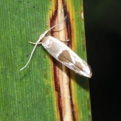 Stathmopoda megathyma