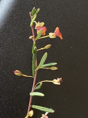 Euchilopsis linearis