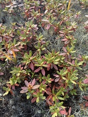 Rhododendron parvifolium