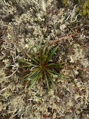 Claytonia acutifolia