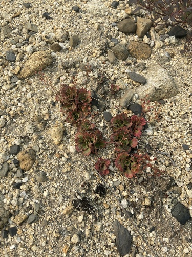 Dotted Saxifrage (Micranthes punctata)