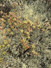 Rhododendron parvifolium
