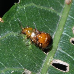 Nisotra bicolorata