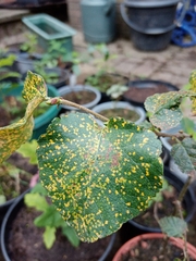 Melampsoridium betulinum