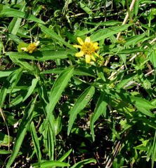 Melanthera scandens scandens