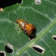 Nisotra bicolorata