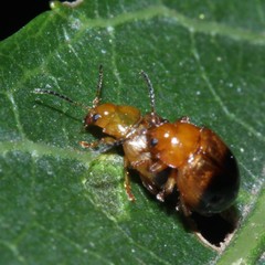Nisotra bicolorata