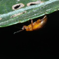 Nisotra bicolorata