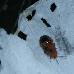 Nisotra bicolorata