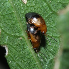 Nisotra bicolorata