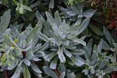 Kleinia fulgens